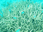 Snorkeling Elkhorn Coral & Blue Fish